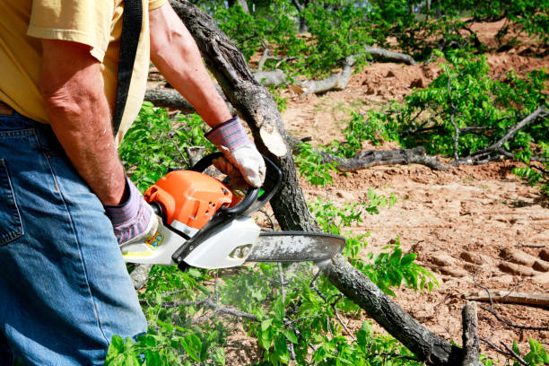 How Our Tree Care Process Works  in  Seven Points, TX